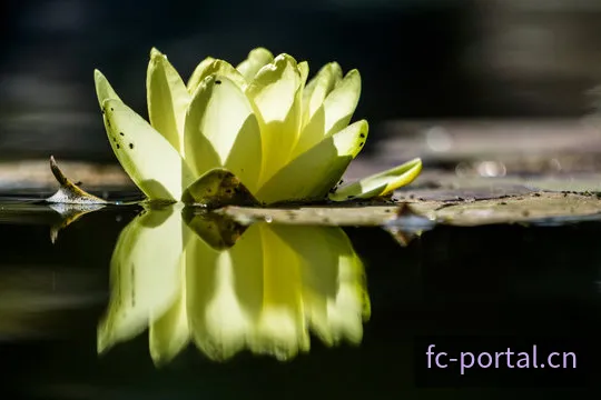 FC电子H5在线运行画面预览